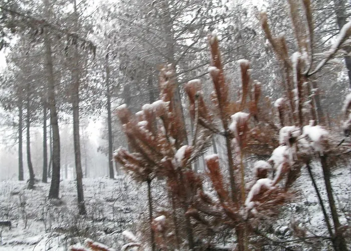 Casa De Santa Ana Da Beira Alojamento de Acomodação e Pequeno-almoço 3*